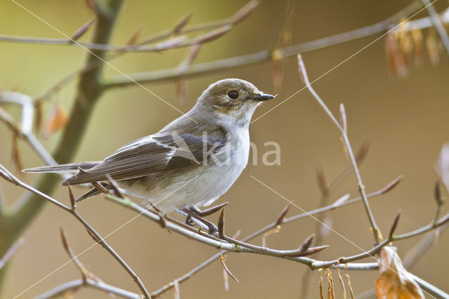 Bonte Vliegenvanger (Ficedula hypoleuca)