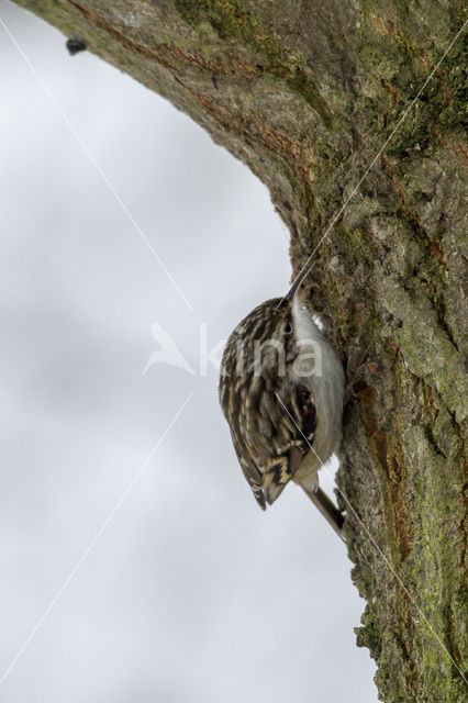 Boomkruiper (Certhia brachydactyla)