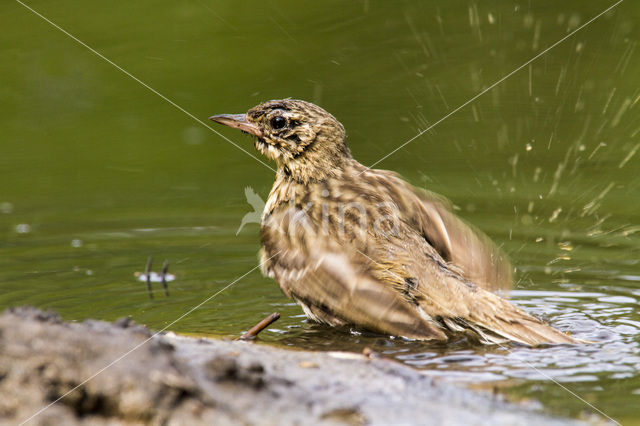 Boompieper (Anthus trivialis)