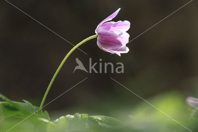 Bosanemoon (Anemone nemorosa)