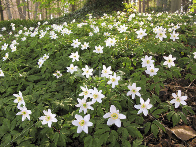 Bosanemoon (Anemone nemorosa)