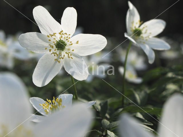 Bosanemoon (Anemone nemorosa)