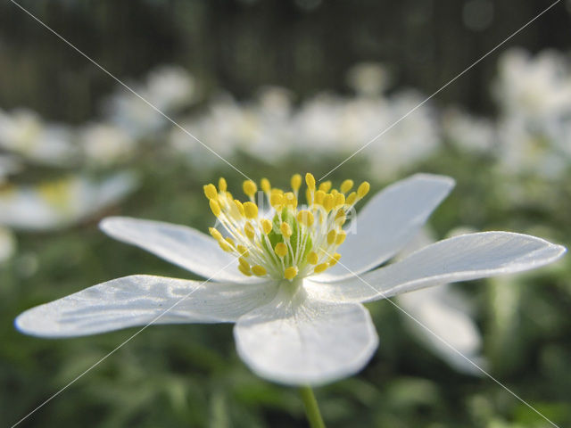 Bosanemoon (Anemone nemorosa)