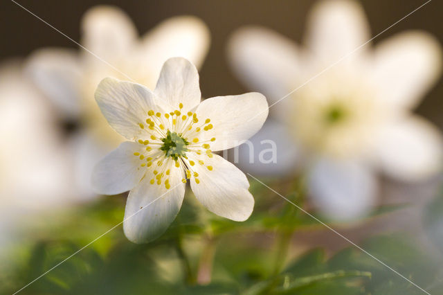 Bosanemoon (Anemone nemorosa)