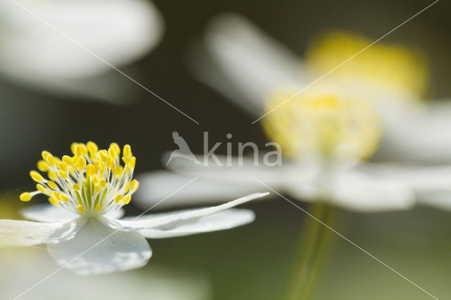 Bosanemoon (Anemone nemorosa)