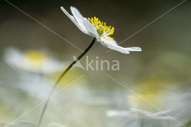 Bosanemoon (Anemone nemorosa)