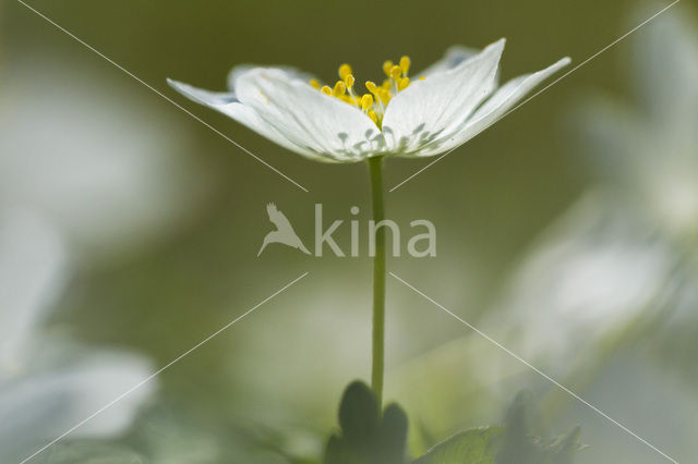 Bosanemoon (Anemone nemorosa)