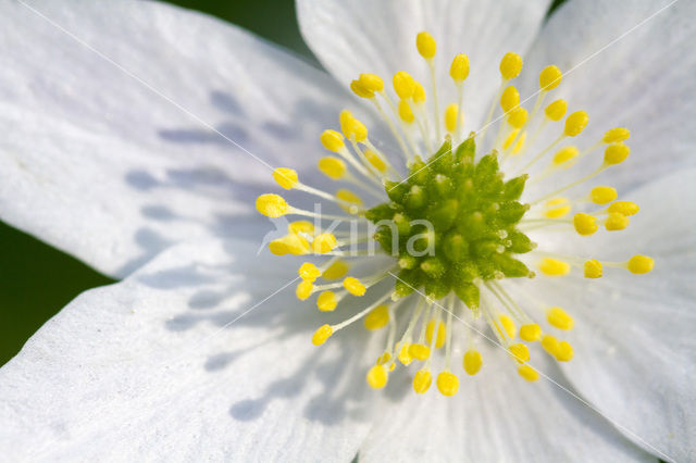 Wood Anemone (Anemone nemorosa)