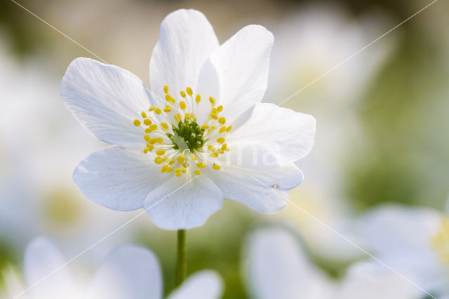 Bosanemoon (Anemone nemorosa)