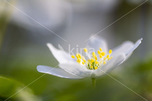 Bosanemoon (Anemone nemorosa)