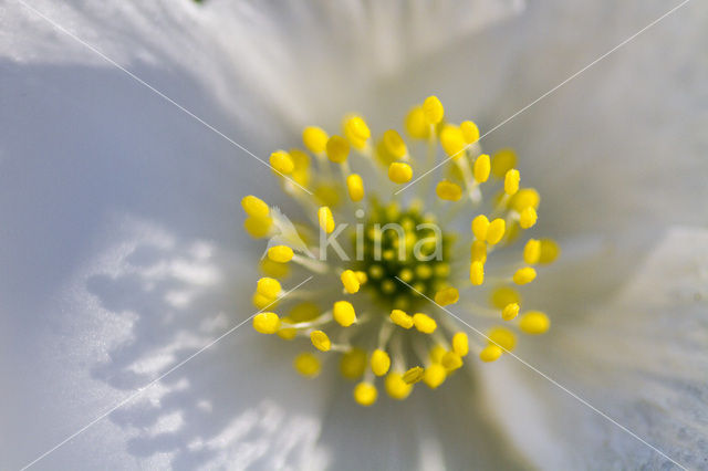 Bosanemoon (Anemone nemorosa)