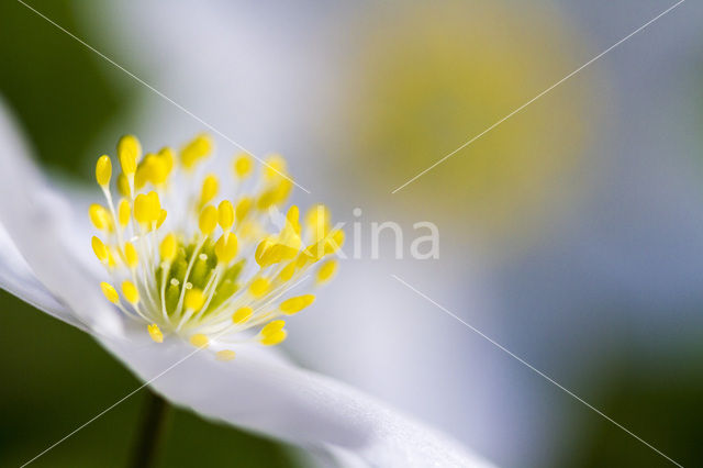 Bosanemoon (Anemone nemorosa)