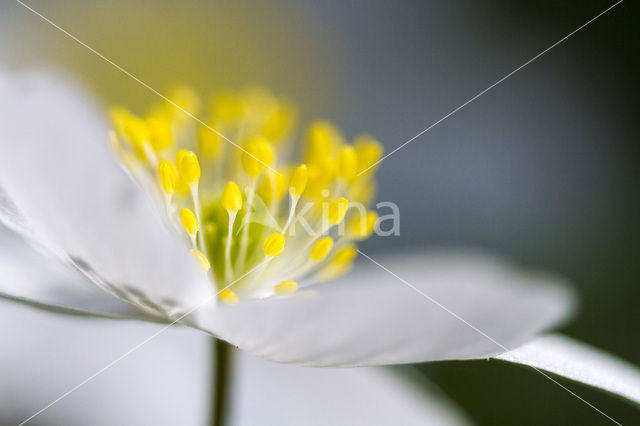 Wood Anemone (Anemone nemorosa)