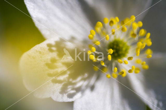 Wood Anemone (Anemone nemorosa)