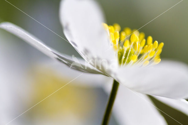 Bosanemoon (Anemone nemorosa)