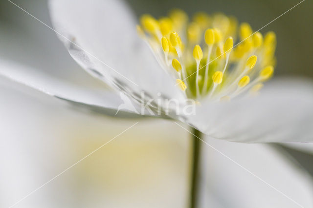 Bosanemoon (Anemone nemorosa)