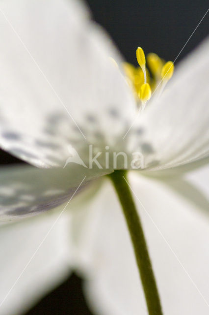 Bosanemoon (Anemone nemorosa)