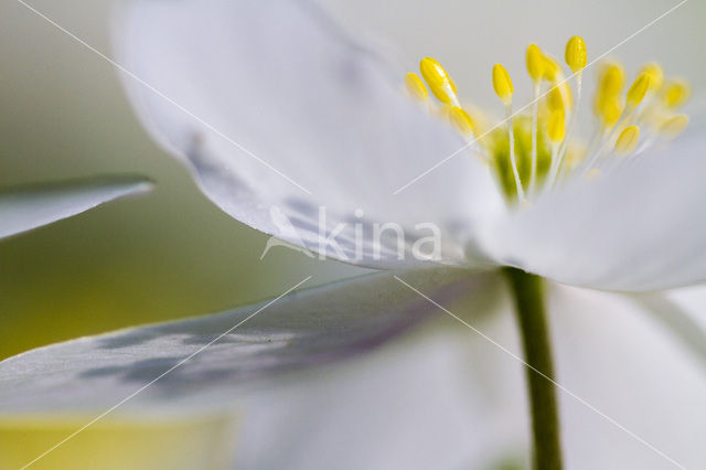 Wood Anemone (Anemone nemorosa)