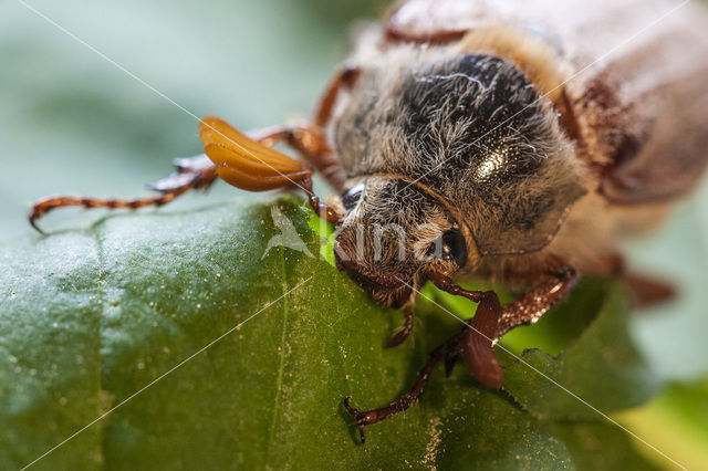 Forest Cockchafer (Melolontha hippocastani)