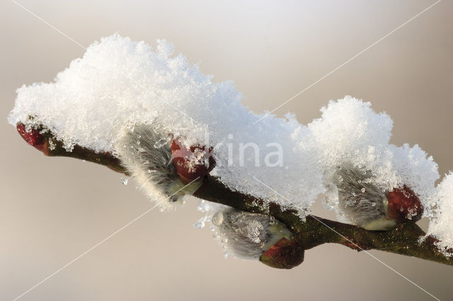 Boswilg x Grauwe wilg (Salix x reichardtii)