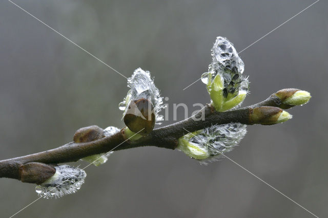 Boswilg (Salix caprea)