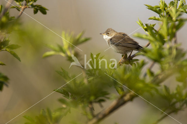 Braamsluiper (Sylvia curruca)