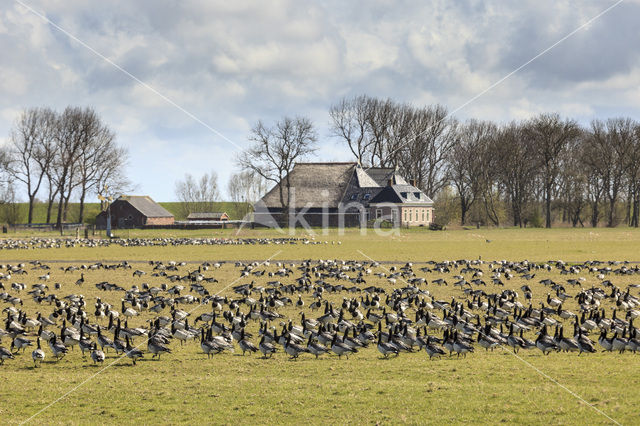 Brandgans (Branta leucopsis)