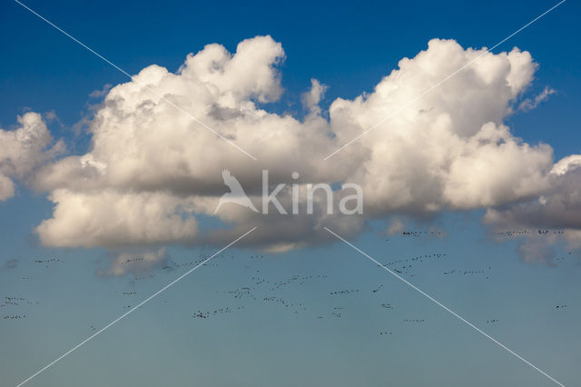 Barnacle Goose (Branta leucopsis)