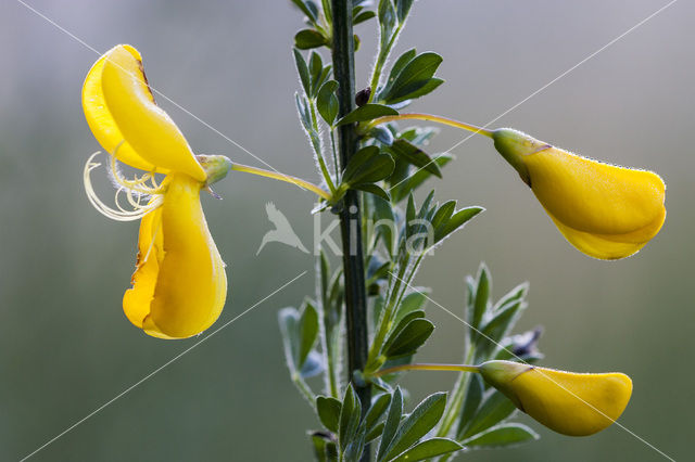 Broom (Cytisus scoparius)