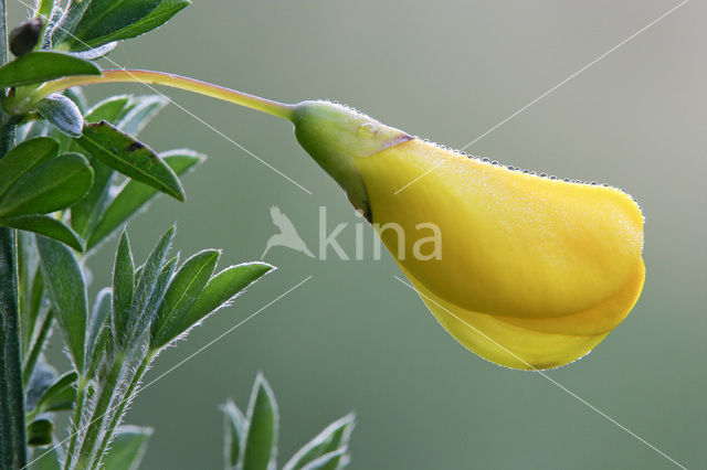 Broom (Cytisus scoparius)