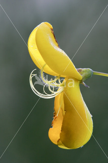 Brem (Cytisus scoparius)