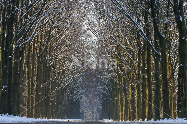 Bruine Beuk (Fagus sylvatica purpurea)