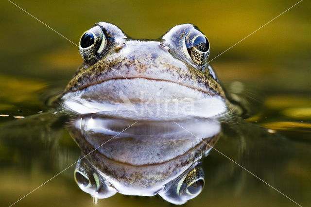 Common Frog (Rana temporaria)