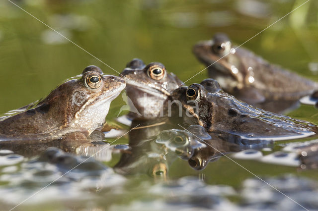 Common Frog (Rana temporaria)