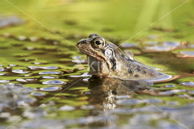 Bruine kikker (Rana temporaria)