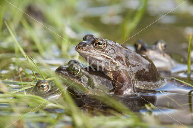 Common Frog (Rana temporaria)