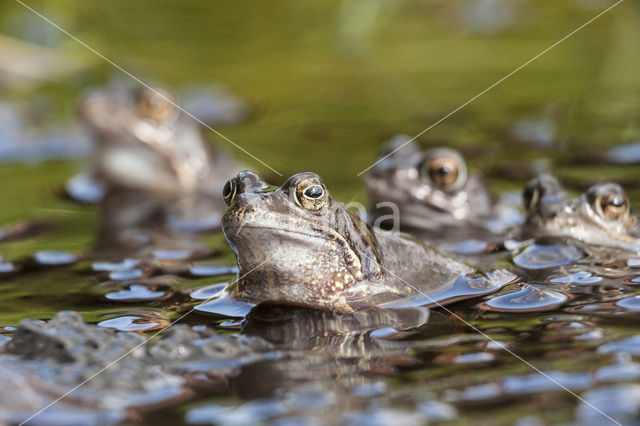 Common Frog (Rana temporaria)