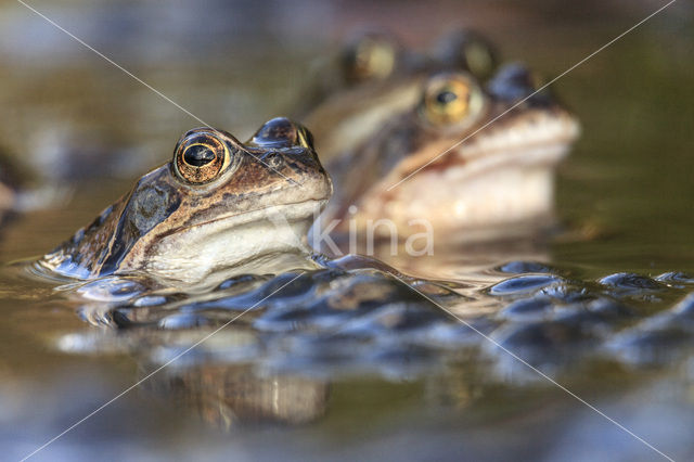 Common Frog (Rana temporaria)