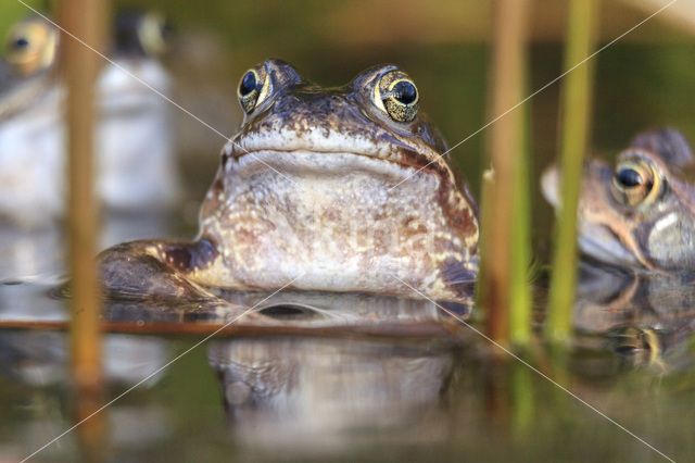 Bruine kikker (Rana temporaria)