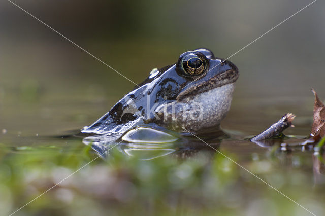 Bruine kikker (Rana temporaria)