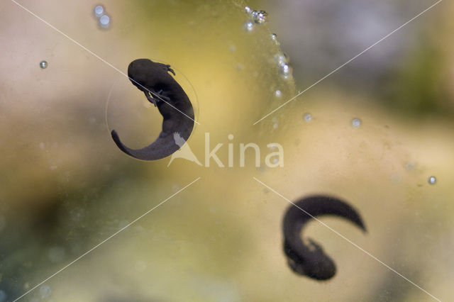 Bruine kikker (Rana temporaria)