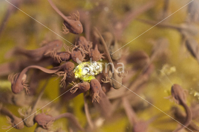 Bruine kikker (Rana temporaria)