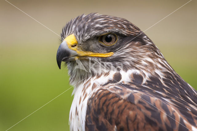 Common Buzzard (Buteo buteo)