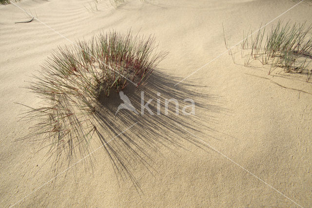 Grey Hair-grass (Corynephorus canescens)