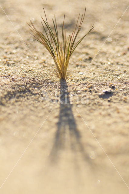 Grey Hair-grass (Corynephorus canescens)