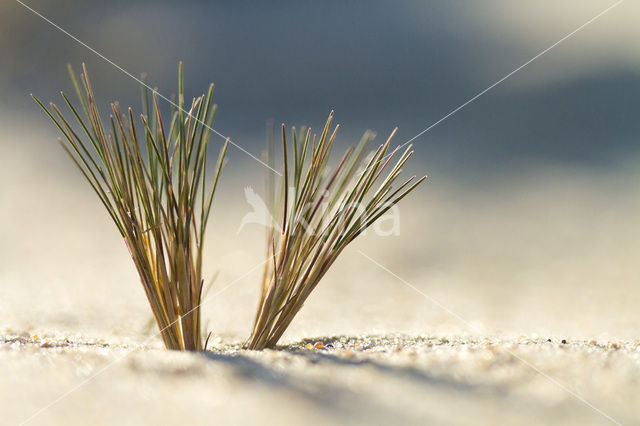 Grey Hair-grass (Corynephorus canescens)