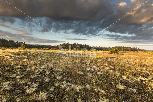 Grey Hair-grass (Corynephorus canescens)