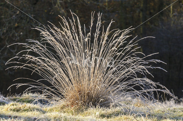 Grey Hair-grass (Corynephorus canescens)