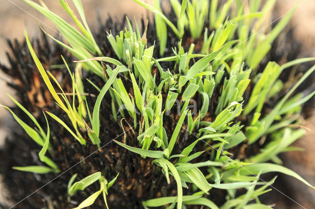 Grey Hair-grass (Corynephorus canescens)