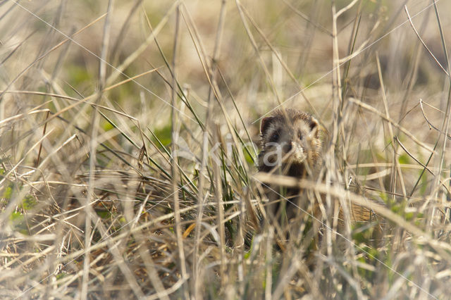 Polecat (Mustela putorius)